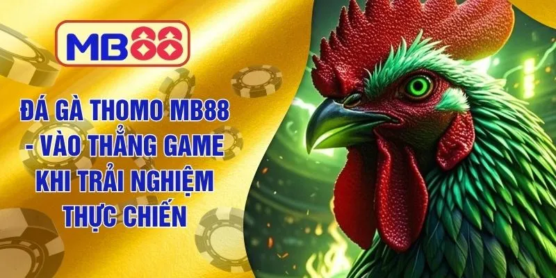 Đá Gà Thomo MB88 - Vào Thẳng Game Khi Trải Nghiệm Thực Chiến
