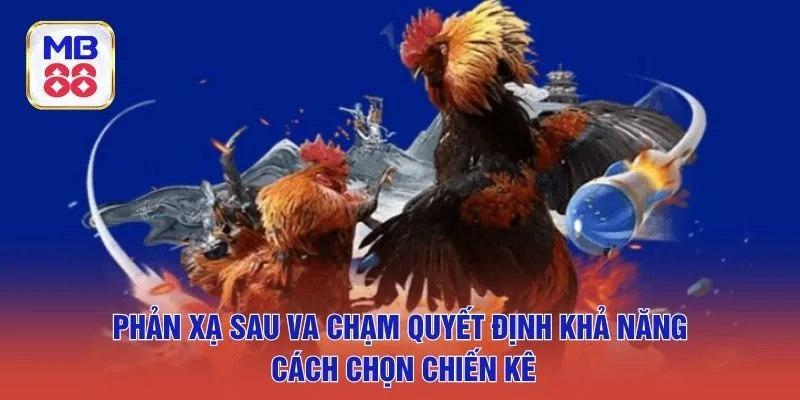 Phản xạ sau va chạm quyết định khả năng cách chọn chiến kê